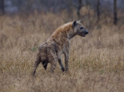 Fakta Hyena, Hewan Antagonis di Film The Lion King