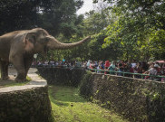 Hingga Siang, Sekitar 90.739 Warga Padati Kebun Binatang Ragunan 