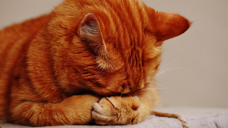 Suka Kucing? Jadikan Rumah Ramah Kucing