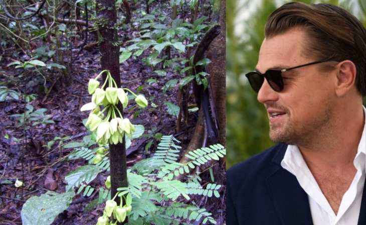 Leonardo DiCaprio Dijadikan Nama Pohon Tropis Langka