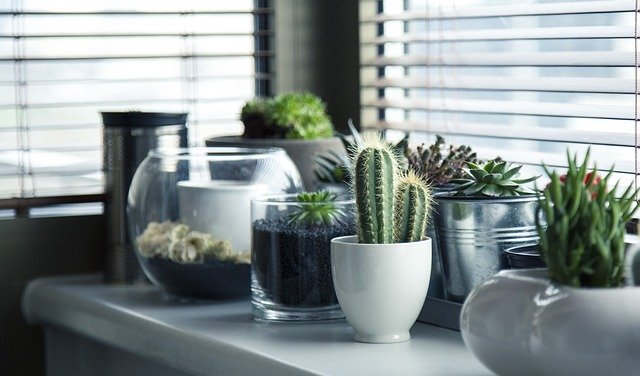 Mama Plant Newbie, Mending Adopsi Tanaman Ini Dulu
