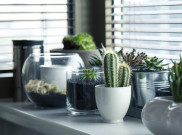 Mama Plant Newbie, Mending Adopsi Tanaman Ini Dulu