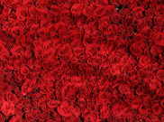 Bukan Hanya Mawar, 7 Bunga ini Juga Punya Arti Romantis untuk Diberikan saat Valentine