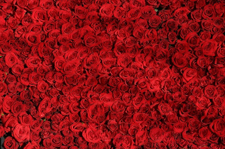 Bukan Hanya Mawar, 7 Bunga ini Juga Punya Arti Romantis untuk Diberikan saat Valentine