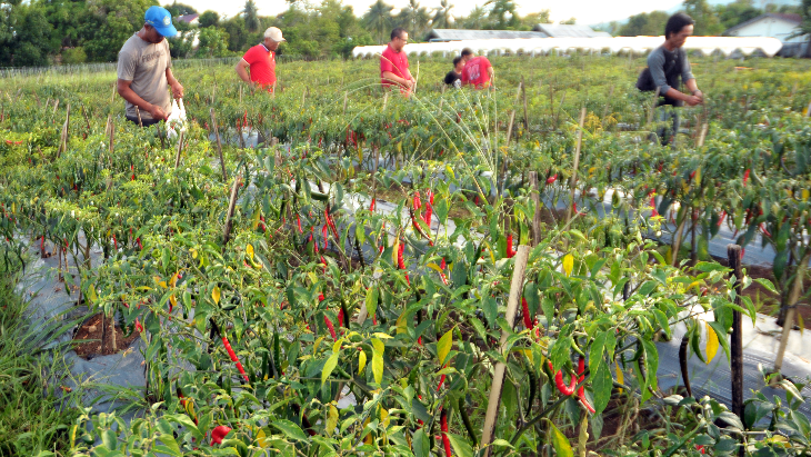 Cuaca Buruk, Petani Siak Terancam Gagal Panen