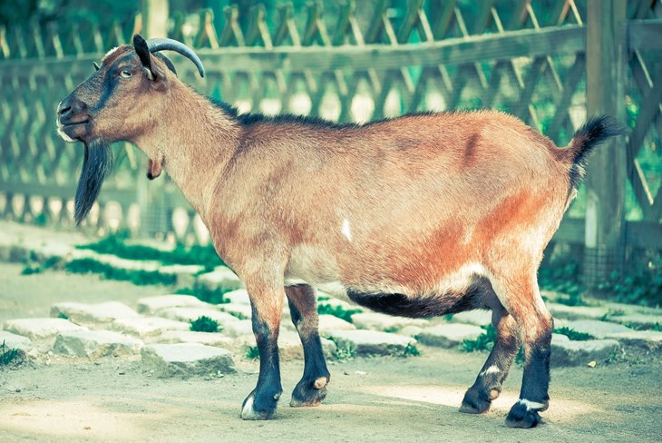 kambing