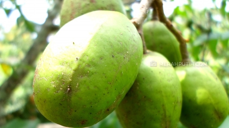 Kedondong, Buah Asam yang Banyak Manfaatnya