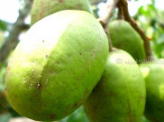 Kedondong, Buah Asam yang Banyak Manfaatnya