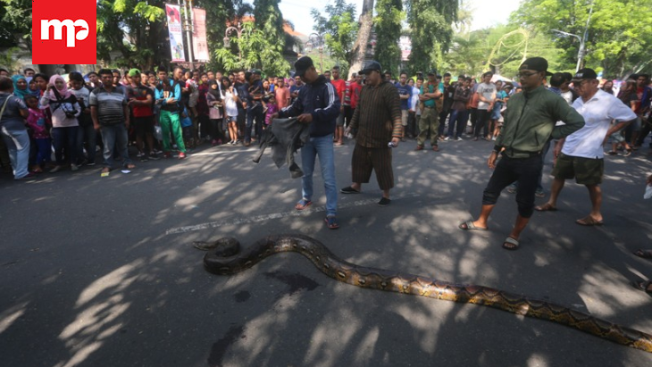 Sempat ‘Bertarung’ dengan Ular, Pawang Ini Alami Luka di Tangan