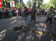 Sempat ‘Bertarung’ dengan Ular, Pawang Ini Alami Luka di Tangan