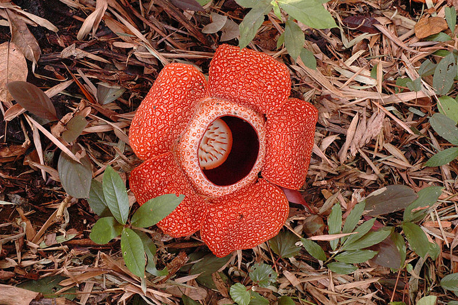Bunga Rafflesia di Agam Jadi Daya Tarik  Wisatawan Australia, Jerman dan Inggris