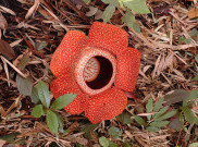 Bunga Rafflesia di Agam Jadi Daya Tarik  Wisatawan Australia, Jerman dan Inggris