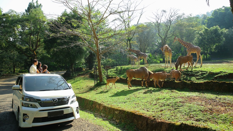 Heran Persolan Eksploitasi Muncul Tiba-Tiba, Taman Safari Sebut Tak ada Kaitan dengan Eks Pegawai Sirkus