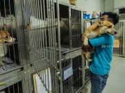 Hotel Anjing dan Kucing Laris Dipesan Jelang Libur Lebaran
