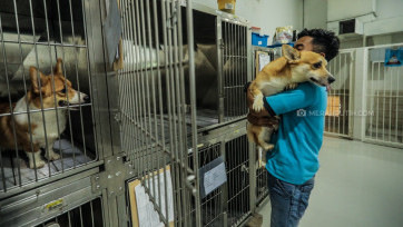 Hotel Anjing dan Kucing Laris Dipesan Jelang Libur Lebaran