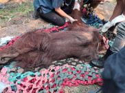 Orangutan Terpapar Asap Kebakaran Hutan dan Lahan Dievakuasi Kemenhut