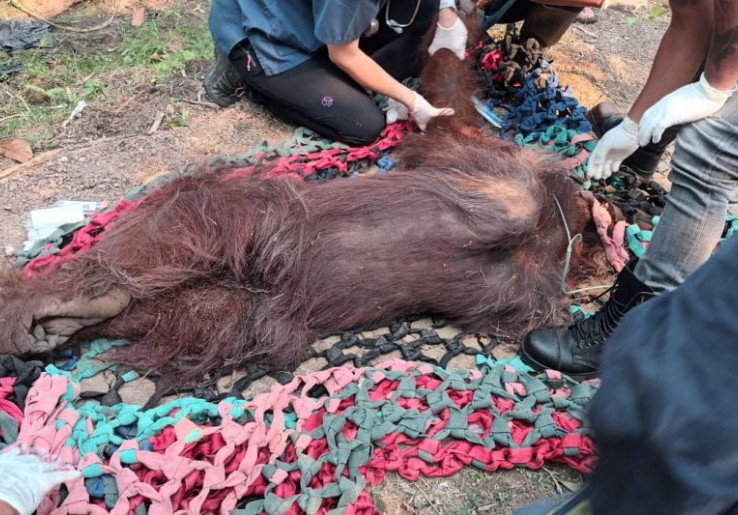 Orangutan Terpapar Asap Kebakaran Hutan dan Lahan Dievakuasi Kemenhut