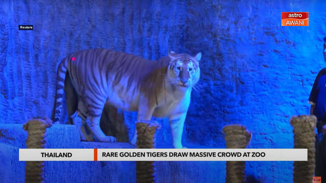 Duo Harimau Langka yang Jadi Bintang di Media Sosial dan Mengguncang Thailand