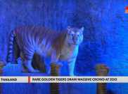 Duo Harimau Langka yang Jadi Bintang di Media Sosial dan Mengguncang Thailand