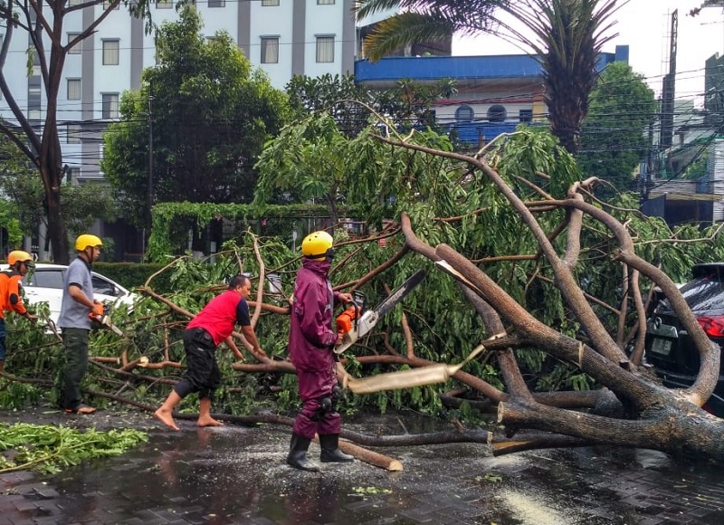 Pohon tumbang usai hujan lebat. (Foto: TRC BPBD).