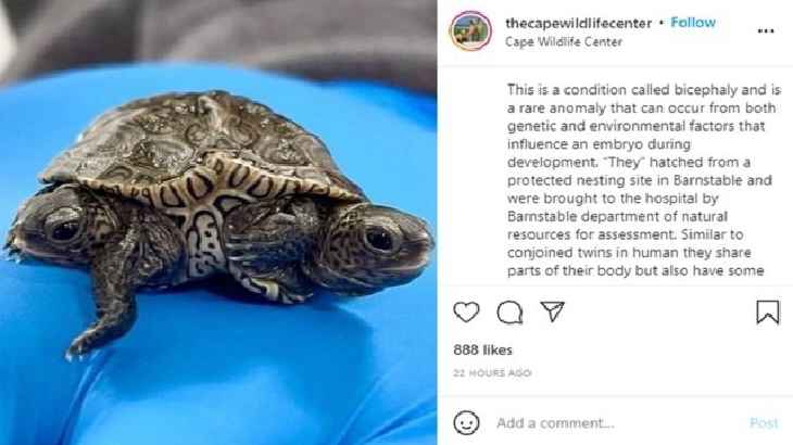 Media sosial pusat satwa liar Birdsey Cape Wildlife Center menjelaskan kondisi bayi penyu. (Foto: aInstagram/@thecapewildlifecenter)