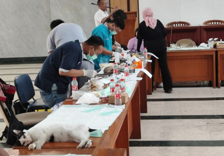 Komunitas Pecinta Hewan Dirangkul Jadi Tim Penangkap, Targetnya 2.000 Kucing Liar