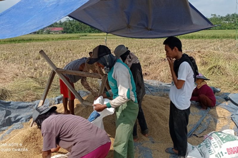 Serap Beras Petani, Bulog Pastikan Cadangan Beras Capai 1 Juta Ton