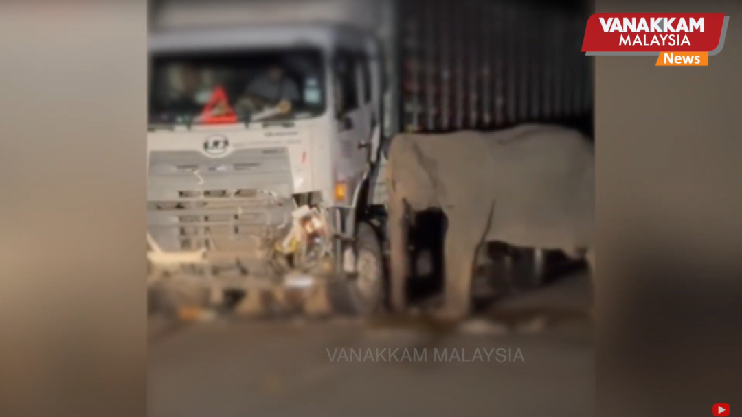 Anak Gajah Mati Ditabrak Truk di Malaysia, Induknya Enggan Pergi dari Lokasi Kecelakaan