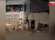 Anak Gajah Mati Ditabrak Truk di Malaysia, Induknya Enggan Pergi dari Lokasi Kecelakaan