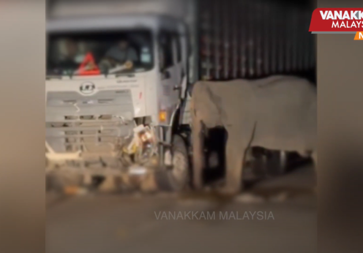 Anak Gajah Mati Ditabrak Truk di Malaysia, Induknya Enggan Pergi dari Lokasi Kecelakaan