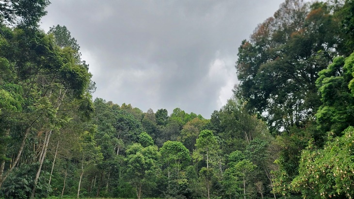 Delegasi Uni Eropa Adopsi 1.100 Pohon di Jawa Barat