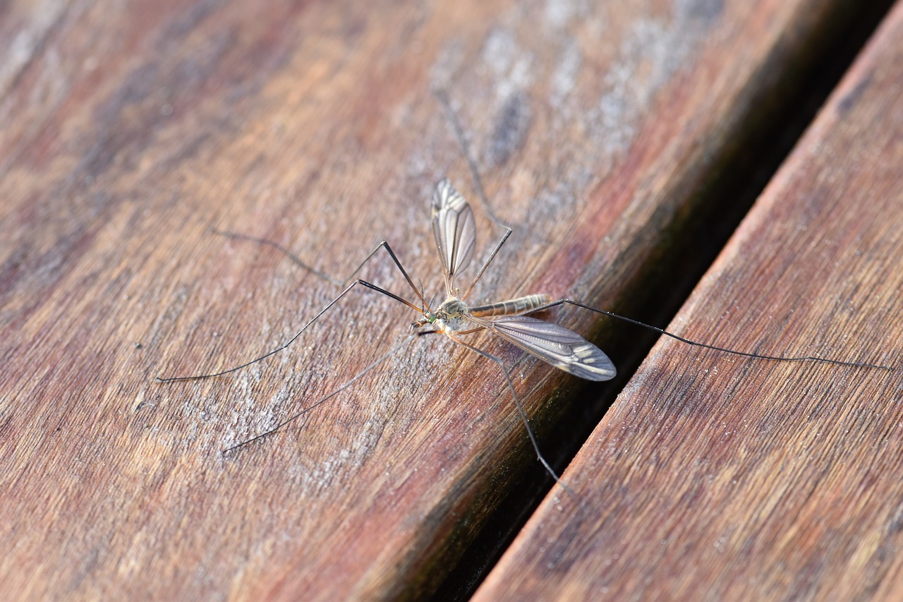Gigitan nyamuk sangat menganggu manusia. (Foto pixabay/pitsch) 