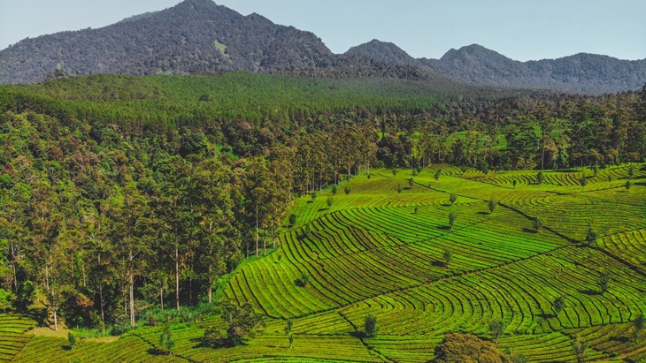 Indonesia Terima USD 46 Juta atas Aksi Iklim