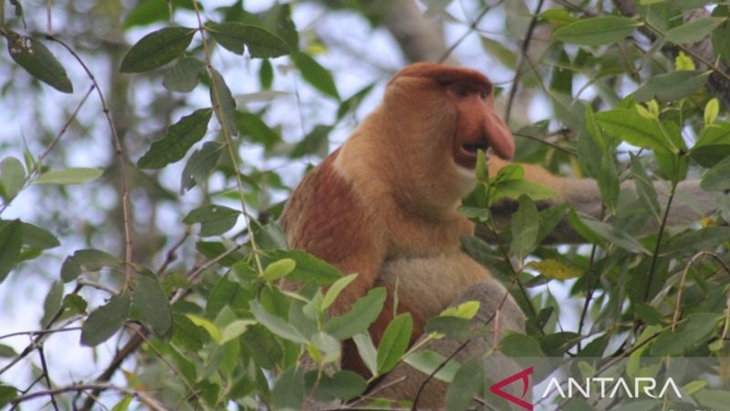 Tinggal 25 Ribu Ekor di Hutan Kalimantan, Bekantan Terancam Punah