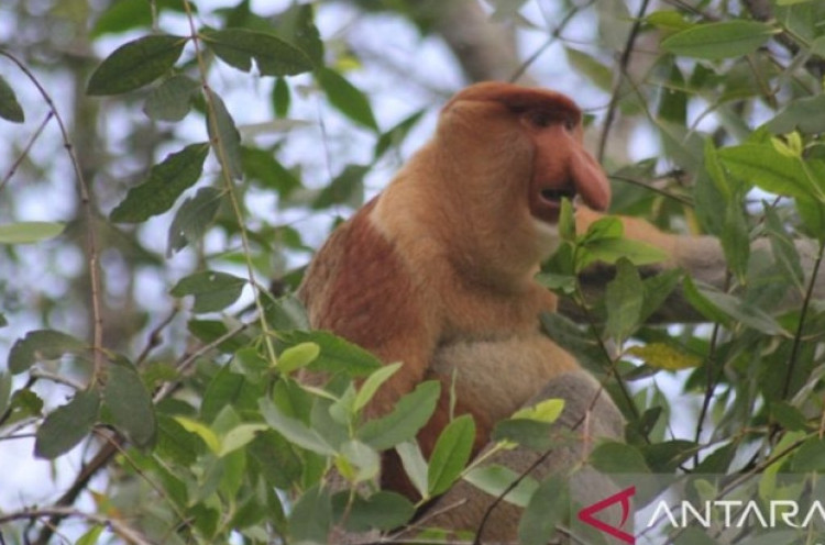 Tinggal 25 Ribu Ekor di Hutan Kalimantan, Bekantan Terancam Punah