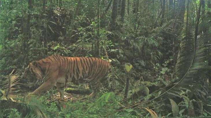 Asyik Garap Sarang Walet, Yusri Diterkam Harimau