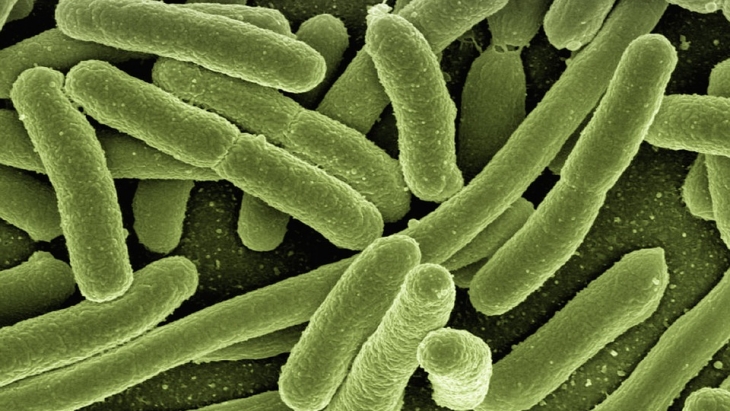 4 Bakteri Patogen Ini Sama Bahaya dengan Listeria
