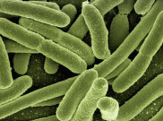 4 Bakteri Patogen Ini Sama Bahaya dengan Listeria