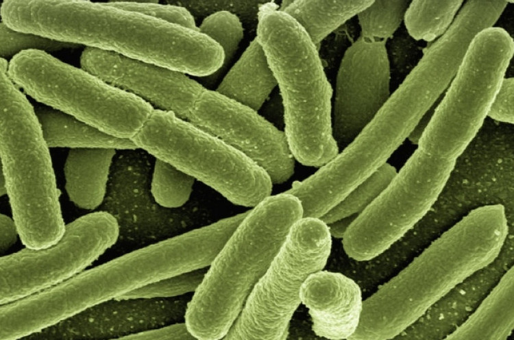 4 Bakteri Patogen Ini Sama Bahaya dengan Listeria