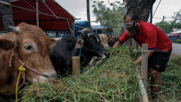 Penjualan Hewan Kurban di Kota Tangerang Diprediksi Menurun Akibat Covid-19