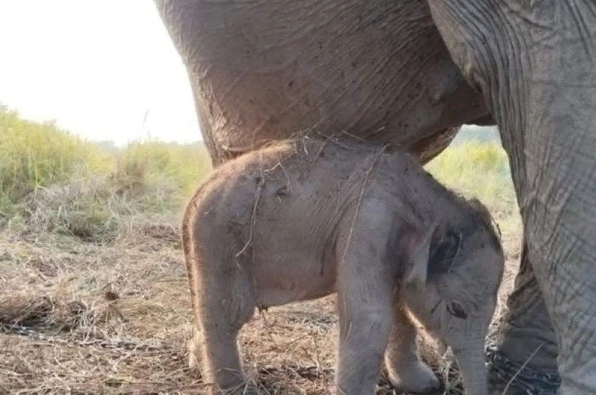 Anak Gajah Sumatra Lahir Tepat HUT Ke-81 RI, Kado Istimewa dari Alam