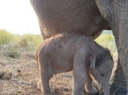 Anak Gajah Sumatra Lahir Tepat HUT Ke-81 RI, Kado Istimewa dari Alam