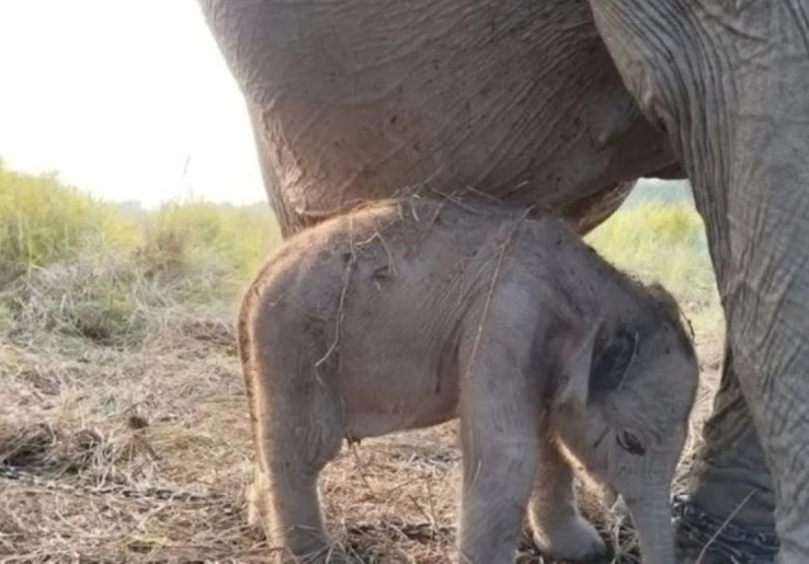 Anak Gajah Sumatra Lahir Tepat HUT Ke-81 RI, Kado Istimewa dari Alam