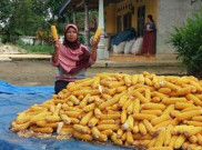 Ketersedian Pangan Salah Satu “Jurus Ampuh” Lawan Corona