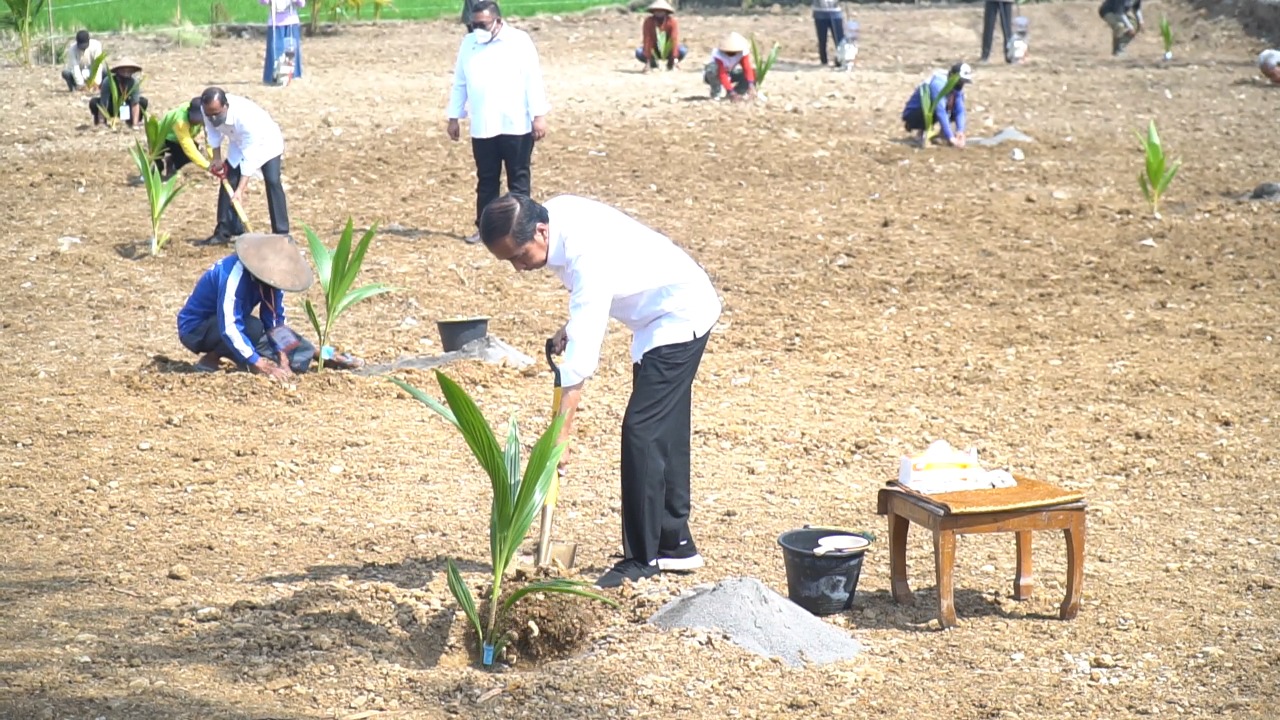 Presiden Jokowi menanam bibit kelapa genjah di Desa Giriroto, Kecamatan Ngemplak, Kabupaten Boyolali, Jawa Tengah, Kamis (11/8). (MP/Ismail)