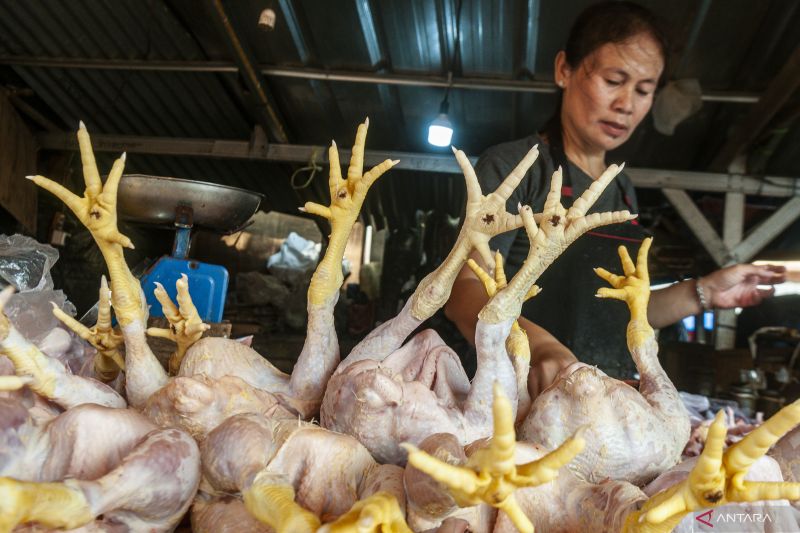Pemprov DKI Gelar Operasi Pasar Daging Ayam Selama 5 Hari