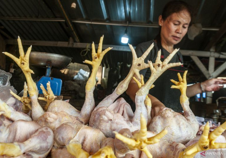 Kementan Kendalikan Fluktuasi Harga Ayam Biar Tidak Rugikan Peternak