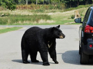 Viral! Puluhan Beruang Serbu Kota dan Mengejar Warga, Pertanda Apakah?