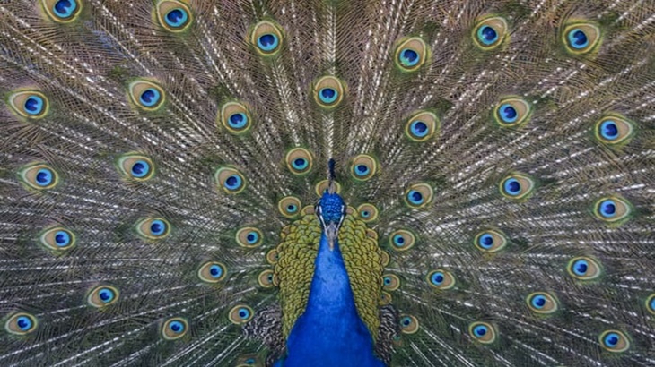 Biru dan Hijau adalah Warna Paling Terang di Alam