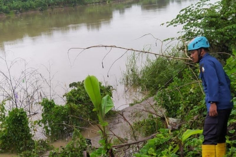 Buaya Endemik Bengawan Solo Muncul Lagi